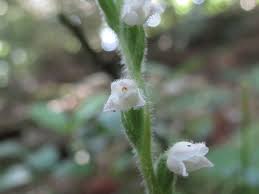 Attēlu rezultāti vaicājumam “Goodyera repens bud”