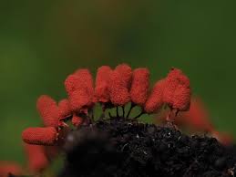 Attēlu rezultāti vaicājumam “Arcyria denudata stalked”