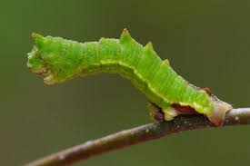 Attēlu rezultāti vaicājumam “Geometra papilionaria”