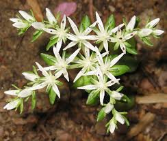 Attēlu rezultāti vaicājumam “Sedum aizoon fruit”