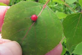 Attēlu rezultāti vaicājumam “Harmandia”