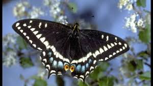 Attēlu rezultāti vaicājumam “Papilionidae”