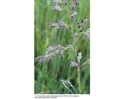 Attēlu rezultāti vaicājumam “Poa pratensis flower”