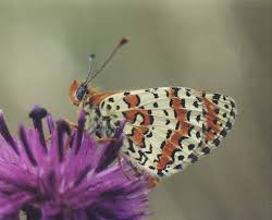 Attēlu rezultāti vaicājumam “Melitaea didyma male”