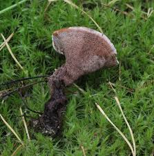 Attēlu rezultāti vaicājumam “Hydnellum ferrugineum”