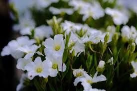 Attēlu rezultāti vaicājumam “Arenaria procera bud”