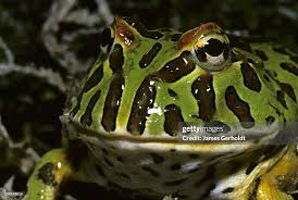 Image result for Ceratophrys ornata