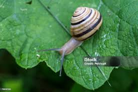 Attēlu rezultāti vaicājumam “Cepaea hortensis”