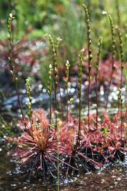 Attēlu rezultāti vaicājumam “Drosera intermedia”