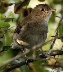 Image result for Luscinia luscinia