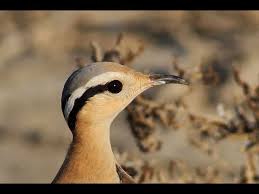 Image result for Cursorius cursor