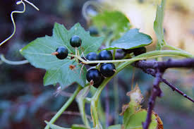 Attēlu rezultāti vaicājumam “Bryonia alba fruit”