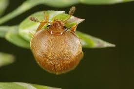 Attēlu rezultāti vaicājumam “Cychramus luteus”