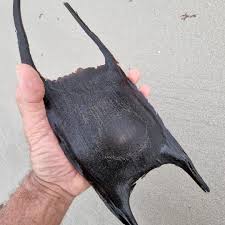 Image result for Rostroraja alba