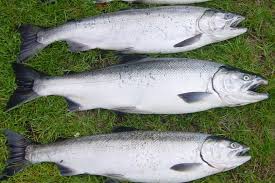 Image result for Oncorhynchus kisutch