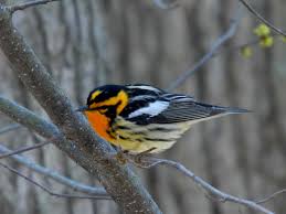 Image result for Dendroica fusca