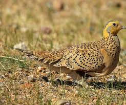 Image result for Syrrhaptes paradoxus