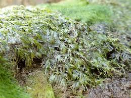 Attēlu rezultāti vaicājumam “Fissidens”