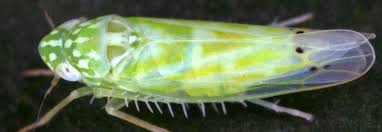 Image result for Königskerzen