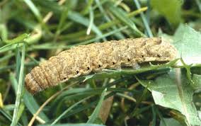 Attēlu rezultāti vaicājumam “Noctua fimbriata larva”