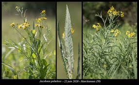 Attēlu rezultāti vaicājumam “Jacobaea paludosa”