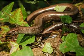 Attēlu rezultāti vaicājumam “Anguis fragilis adult”