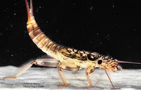 Attēlu rezultāti vaicājumam “Thecabius affinis nymph”