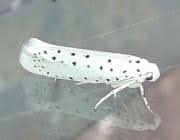 Attēlu rezultāti vaicājumam “Yponomeuta malinellus / cagnagella imago”