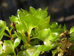 Attēlu rezultāti vaicājumam “Rhizomnium punctatum”