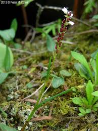 Attēlu rezultāti vaicājumam “Bistorta vivipara flower”