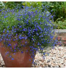 Image result for Lobelien