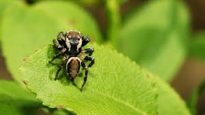 Attēlu rezultāti vaicājumam “Evarcha falcata”