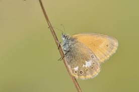 Attēlu rezultāti vaicājumam “Coenonympha glycerion”