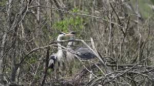 Attēlu rezultāti vaicājumam “Ardea cinerea adult”