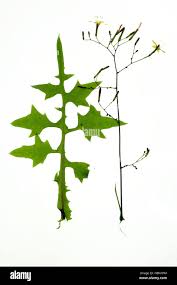 Attēlu rezultāti vaicājumam “Mycelis muralis”