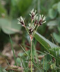 Attēlu rezultāti vaicājumam “Luzula campestris flower”