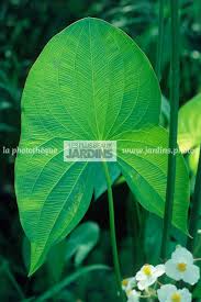 Attēlu rezultāti vaicājumam “Hippuridaceae”