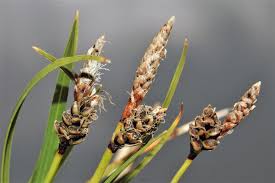 Attēlu rezultāti vaicājumam “Carex ericetorum”