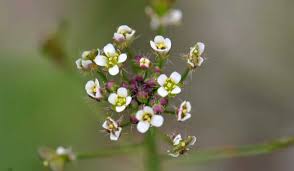Attēlu rezultāti vaicājumam “Capsella bursa-pastoris flower”