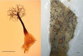 Attēlu rezultāti vaicājumam “Paradiacheopsis sp.”