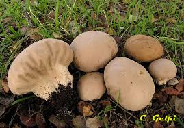 Attēlu rezultāti vaicājumam “Calvatia excipuliformis”