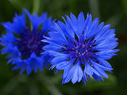 Image result for Centaurea cyanus