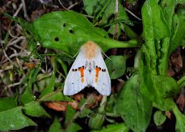 Attēlu rezultāti vaicājumam “Leucodonta bicoloria”