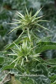 Image result for Silybum marianum