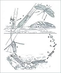 Attēlu rezultāti vaicājumam “Trichoptera egg mass”