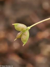 Attēlu rezultāti vaicājumam “Isopyrum thalictroides flower”
