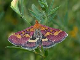 Attēlu rezultāti vaicājumam “Pyrausta purpuralis”