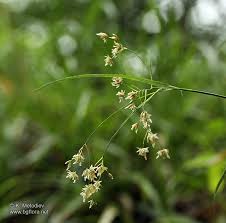 Attēlu rezultāti vaicājumam “Luzula luzuloides”