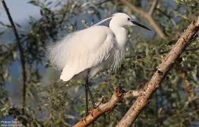 Image result for Egretta garzetta
