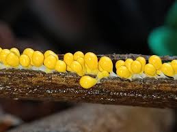 Attēlu rezultāti vaicājumam “Symphytocarpus trechisporus macro”